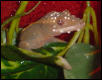 adult female crested after a mist
