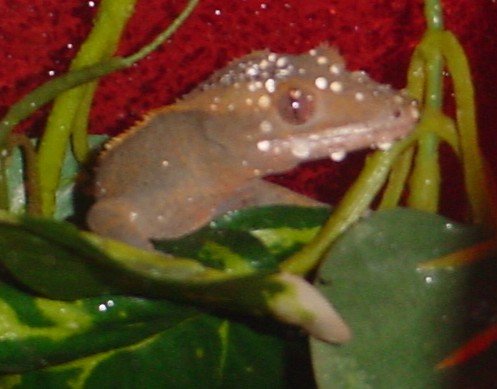 adult female crested after a mist