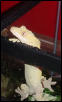 adult female crested