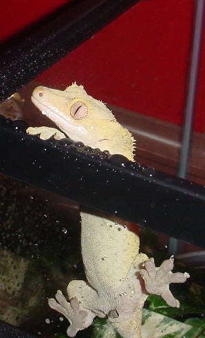 adult female crested
