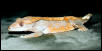 adult female crested