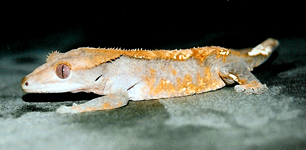 adult female crested