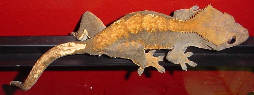 adult female crested