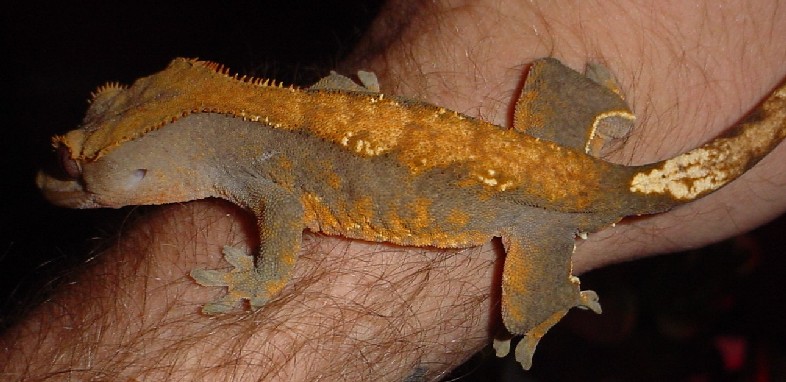 adult fire crested
