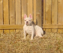 French Bulldog