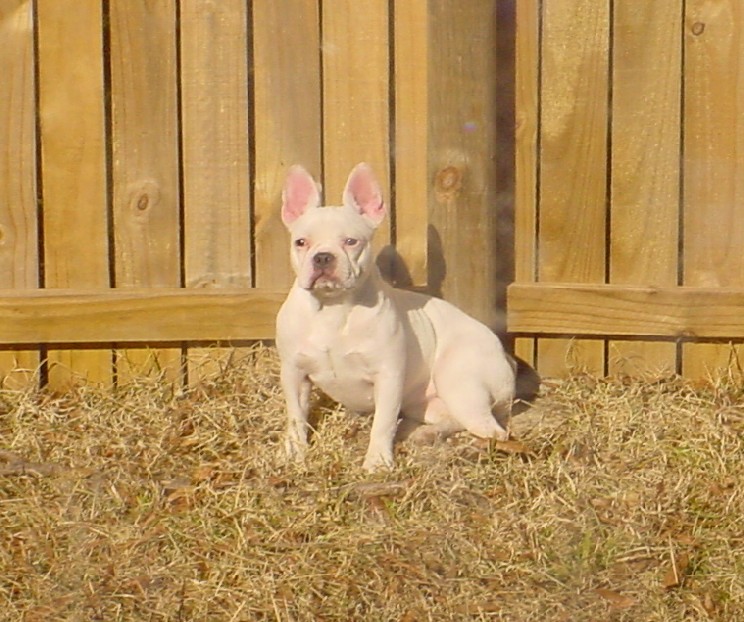 French Bulldog