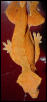 gravid adult female crested