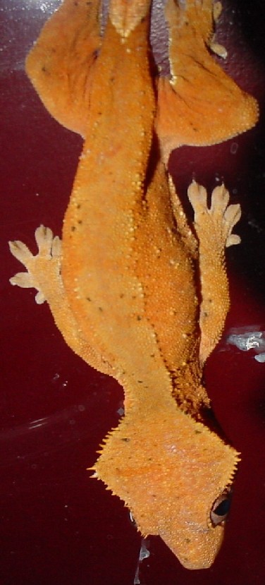gravid adult female crested