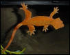 gravid adult female crested