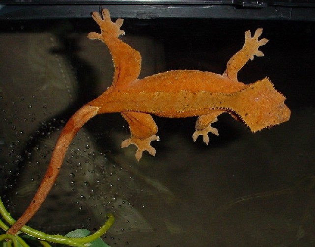 gravid adult female crested