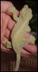 HUGE green adult female crested