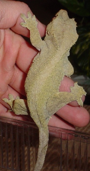 HUGE green adult female crested