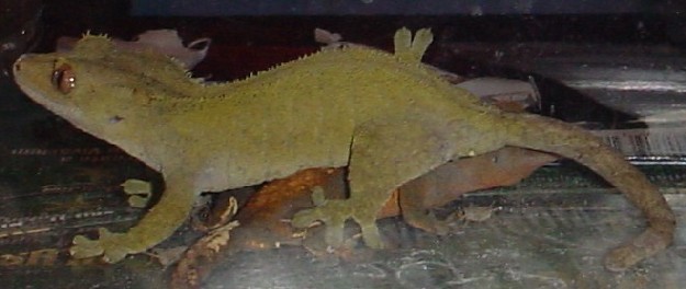 adult female crested