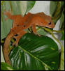 red juvie crested