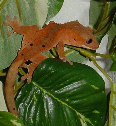 red juvie crested