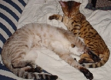 Bengals