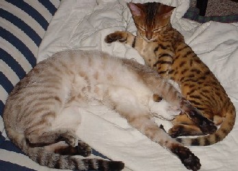 Bengals
