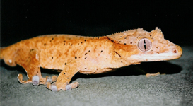 adult male crested