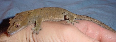 female crested