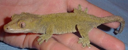 female crested