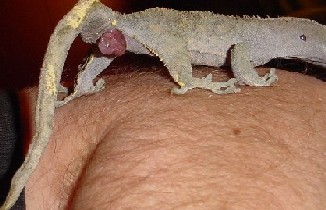 male crested