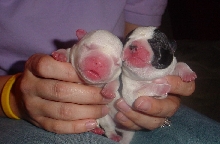 French Bulldog Pups
