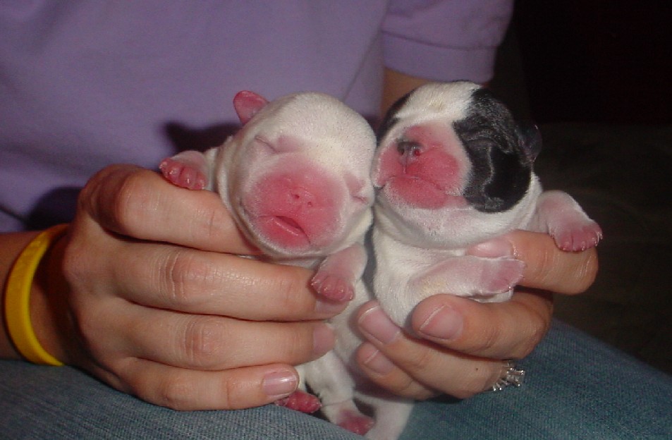 French Bulldog Pups