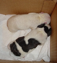 French Bulldog puppies