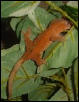 red juvie crested