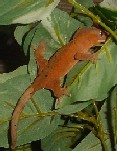 red juvie crested