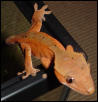 red juvie crested