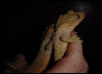 adult pair of crested