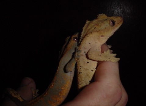 adult pair of crested
