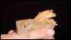 adult pair of crested