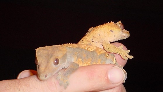 adult pair of crested