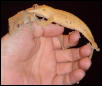adult pair of crested