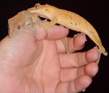 adult pair of crested