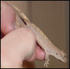subadult crested gecko