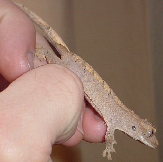 subadult crested gecko
