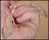 subadult crested geckos