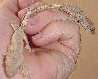 subadult crested geckos