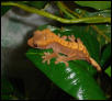 subadult male cresteds