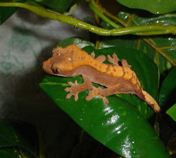 subadult male cresteds