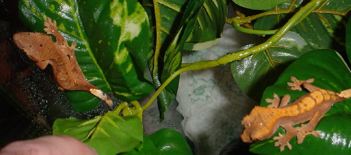 subadult pair of cresteds