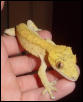 yellow adult male crested