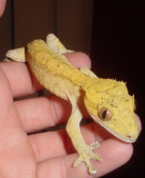 yellow adult male crested