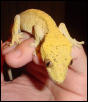 yellow adult male crested