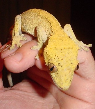 yellow adult male crested