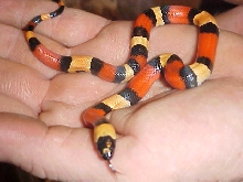 Apricot Pueblan Baby