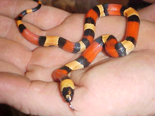 Apricot Pueblan Baby